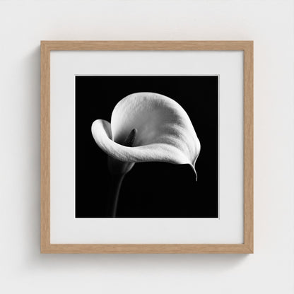 Calla Lily — Sculpted Shadows 16x16 natural frame
