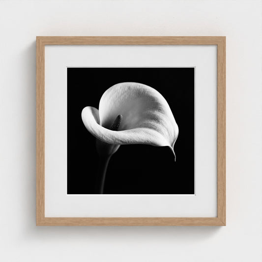 Calla Lily — Sculpted Shadows 16x16 natural frame