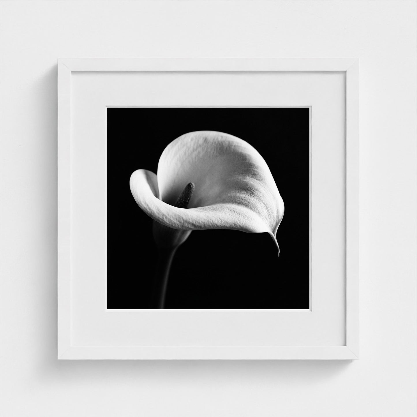 Calla Lily — Sculpted Shadows 16x16 white frame
