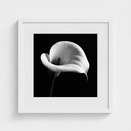 Calla Lily — Sculpted Shadows 16x16 white frame