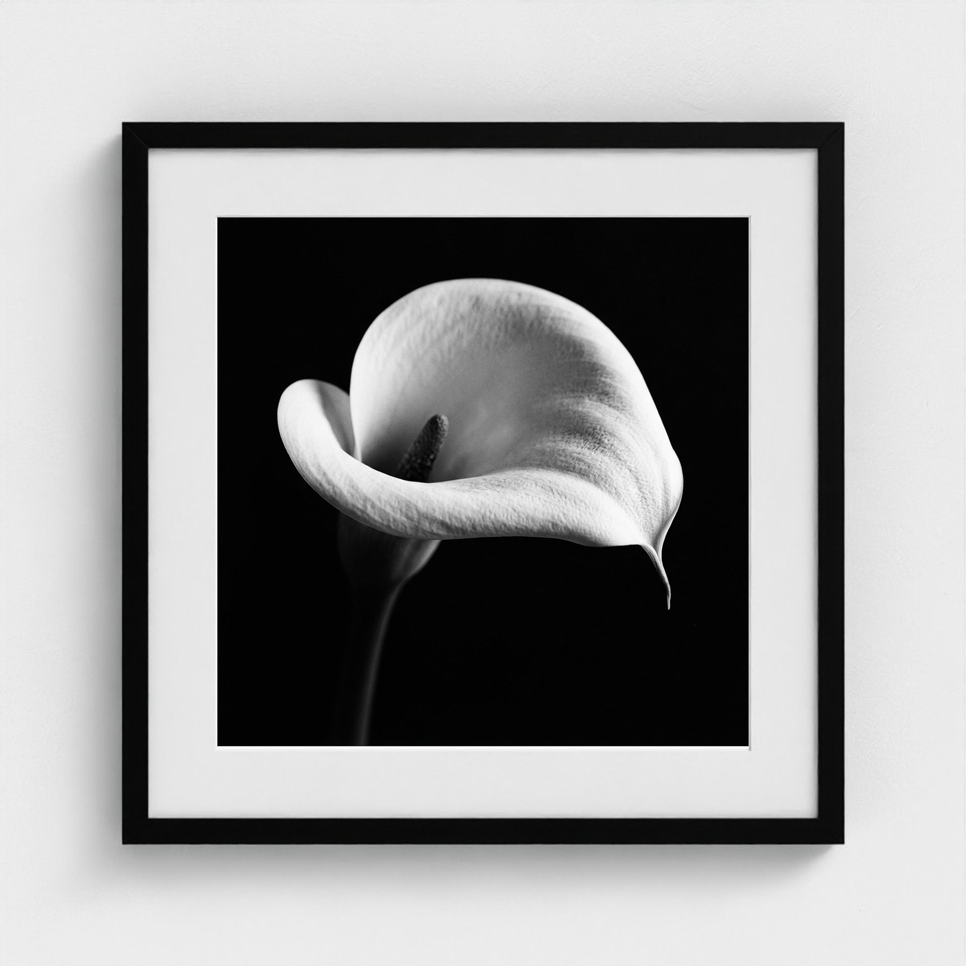 Calla Lily — Sculpted Shadows 20x20 black frame
