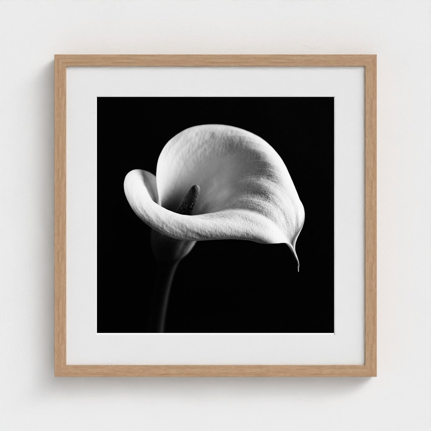 Calla Lily — Sculpted Shadows 20x20 natural frame