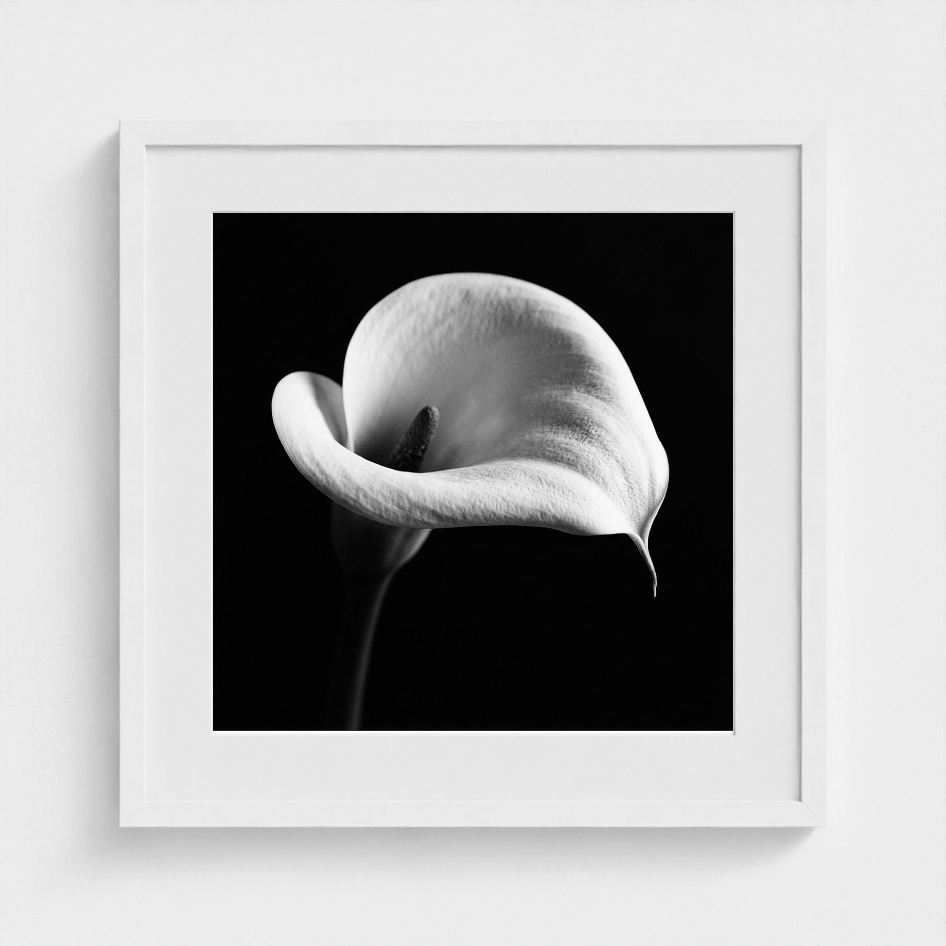 Calla Lily — Sculpted Shadows 20x20 white frame