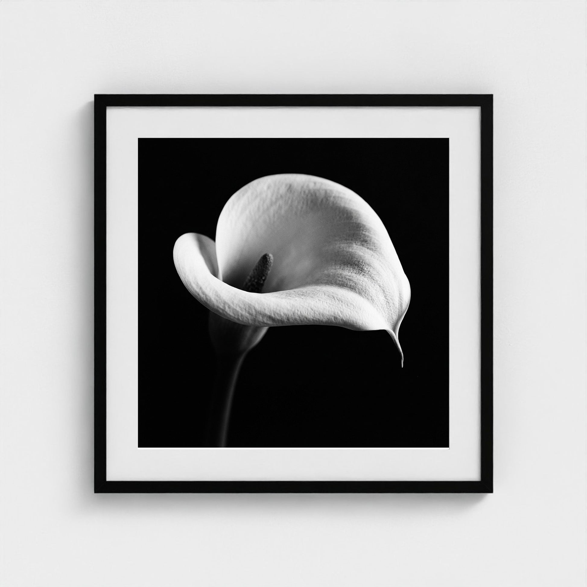 Calla Lily — Sculpted Shadows 24x24 black frame