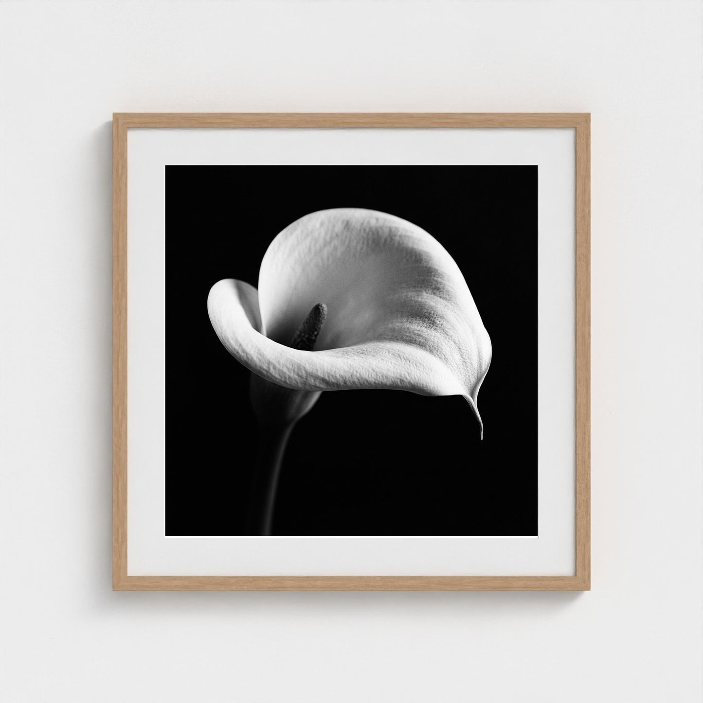 Calla Lily — Sculpted Shadows 24x24 natural frame