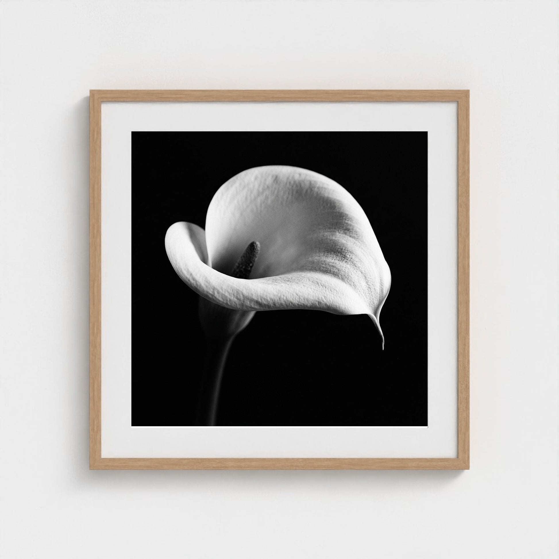 Calla Lily — Sculpted Shadows 24x24 natural frame
