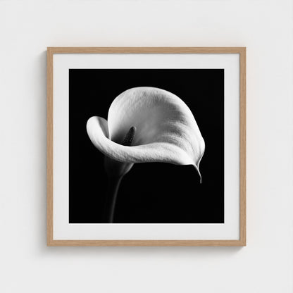 Calla Lily — Sculpted Shadows 24x24 natural frame