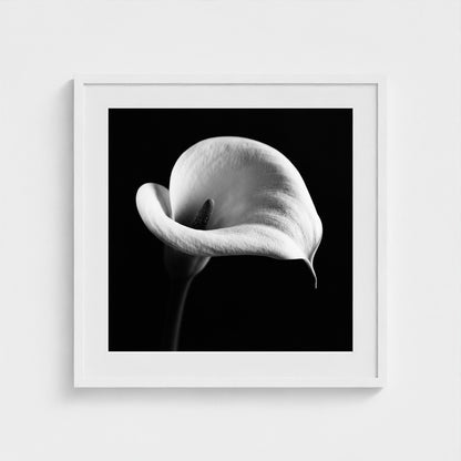 Calla Lily — Sculpted Shadows 24x24 white frame