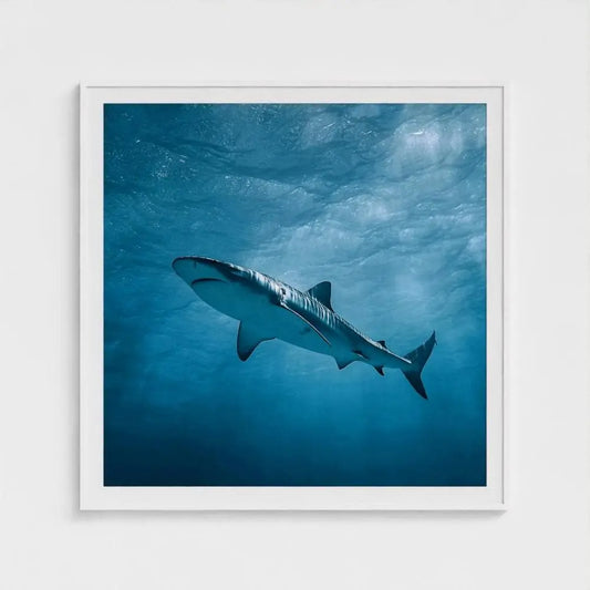 Apex Blue — Shark Wall Art Print, Underwater Ocean Photography, Minimal Coastal Nautical Decor
