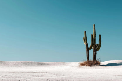 Salt & Saguaro — Desert Cactus Wall Art Print, Minimal Southwestern Photography, Turquoise Sky Modern Decor