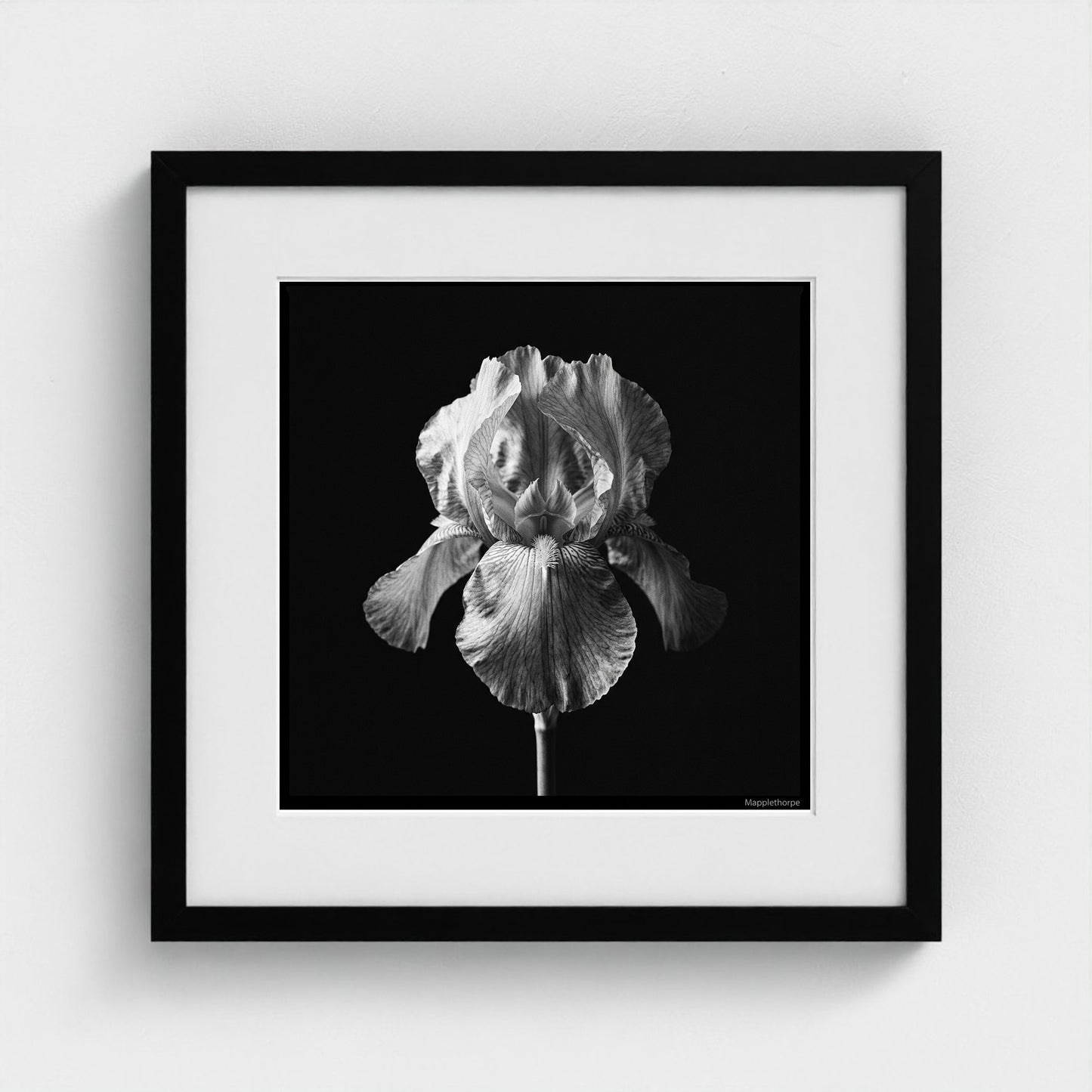 Iris — Sculpted Shadows 16x16 black frame
