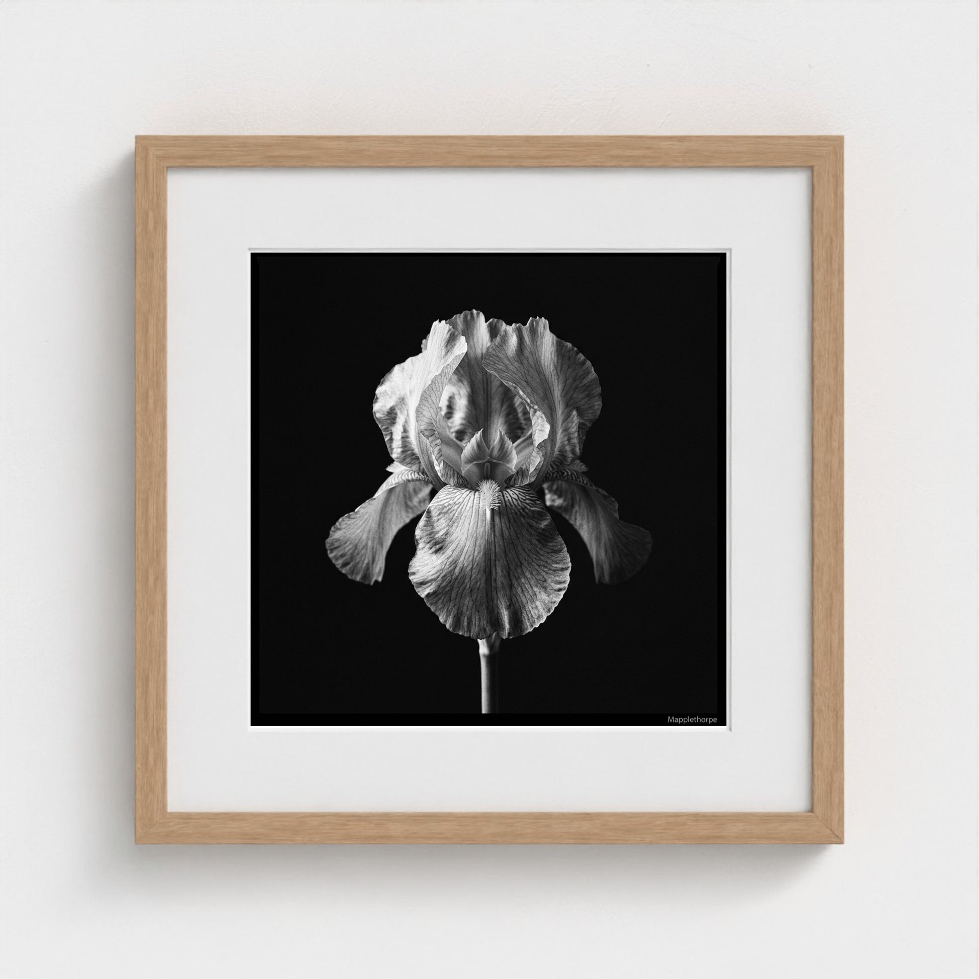 Iris — Sculpted Shadows 16x16 natural frame