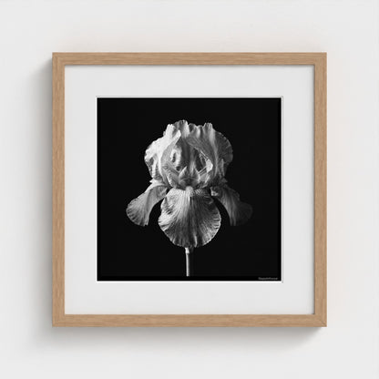 Iris — Sculpted Shadows 16x16 natural frame