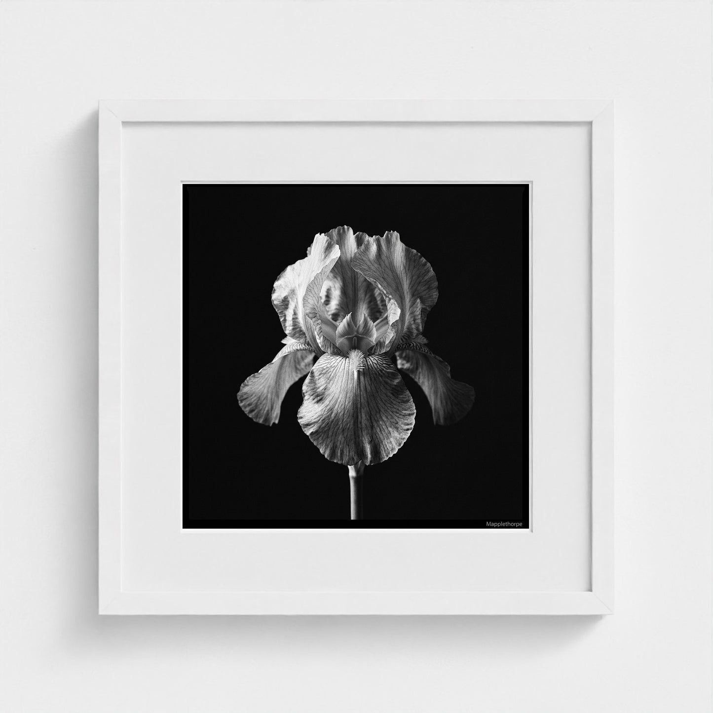 Iris — Sculpted Shadows 16x16 white frame