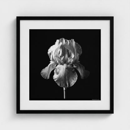 Iris — Sculpted Shadows 20x20 black frame