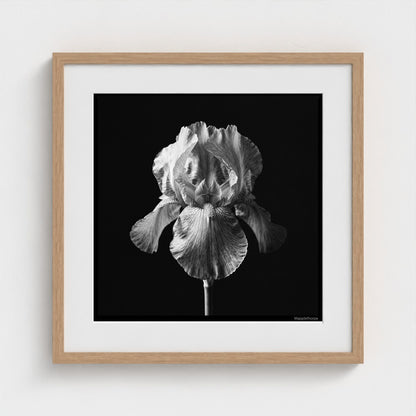 Iris — Sculpted Shadows 20x20 natural frame