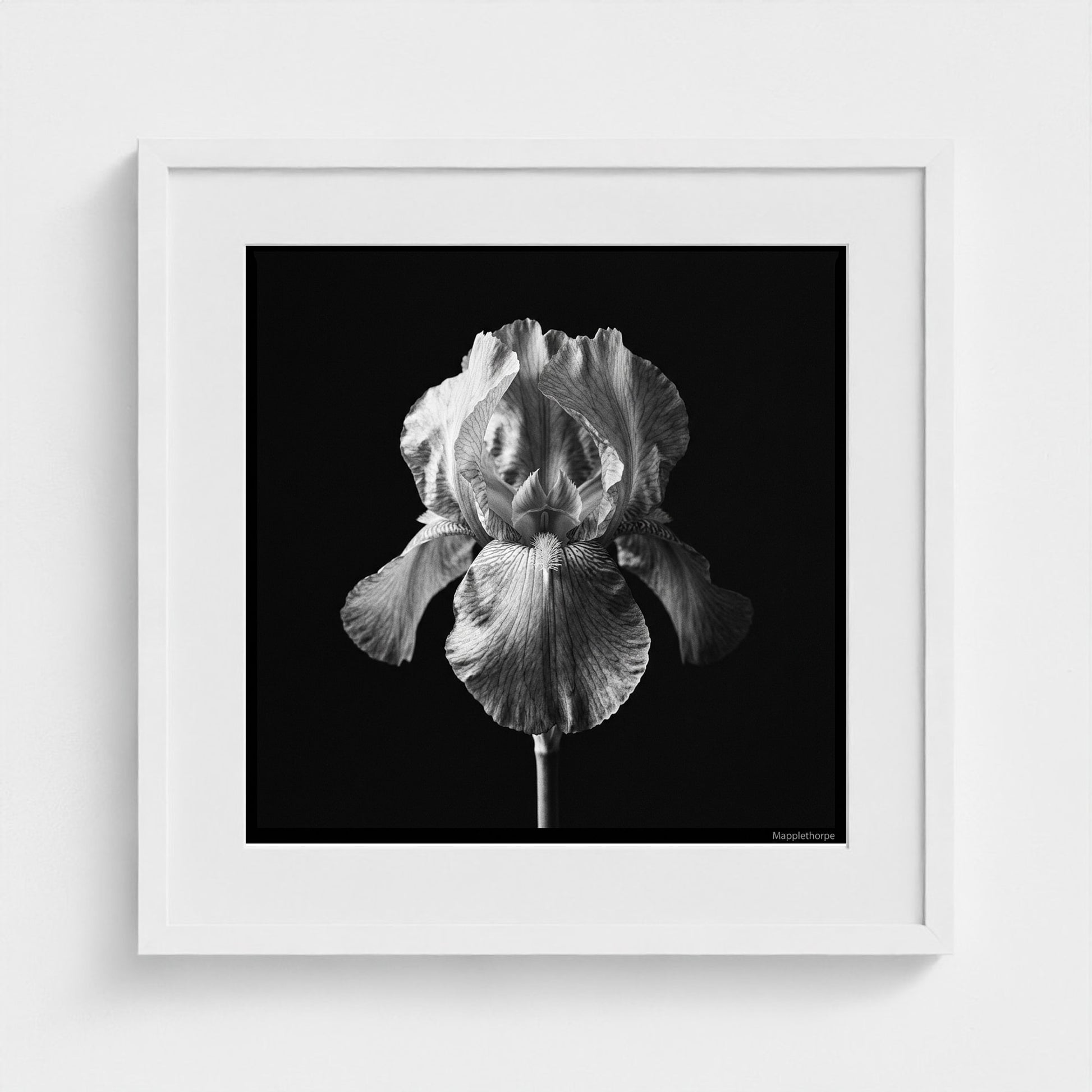 Iris — Sculpted Shadows 20x20 white frame