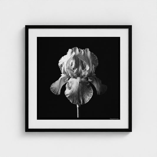 Iris — Sculpted Shadows 24x24 black frame