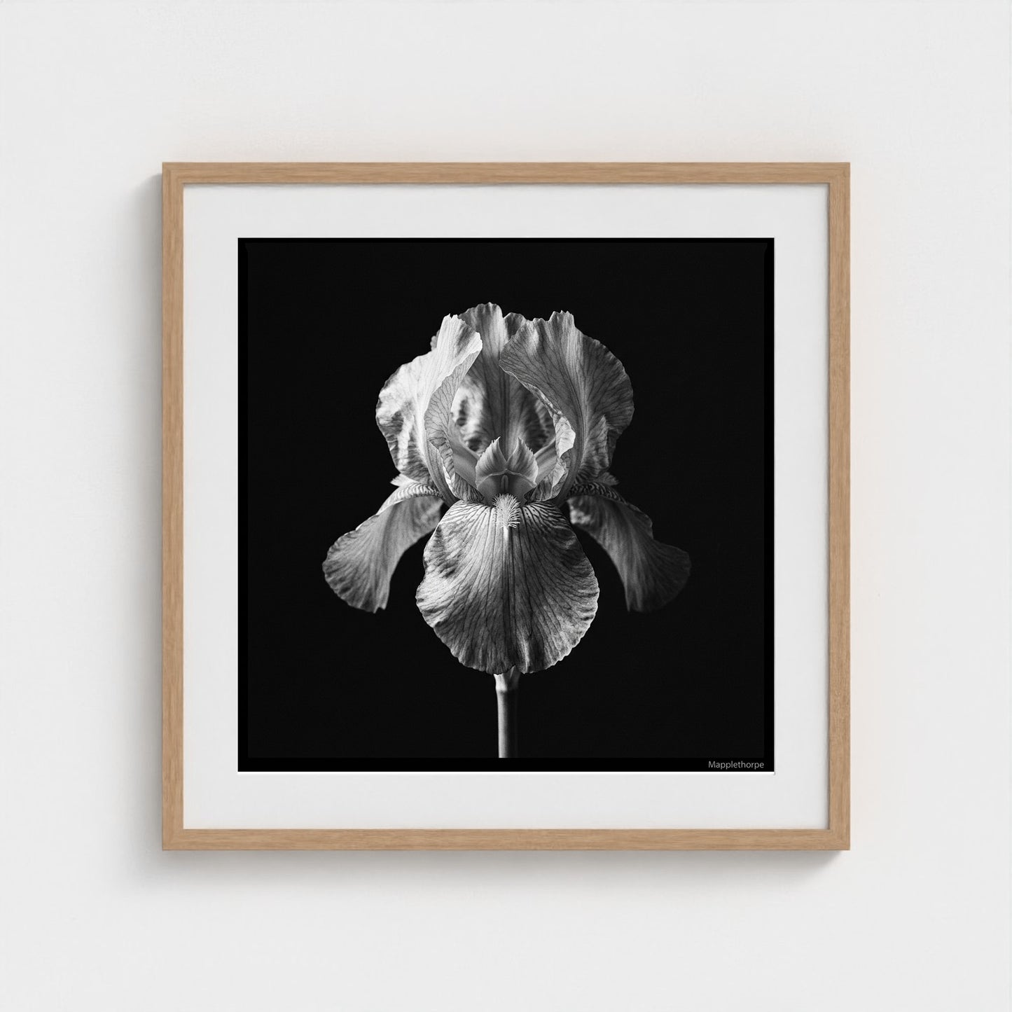 Iris — Sculpted Shadows 24x24 natural frame