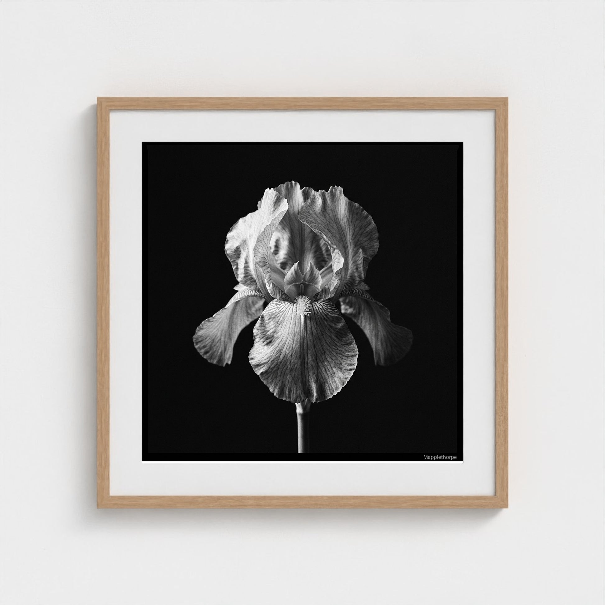 Iris — Sculpted Shadows 24x24 natural frame