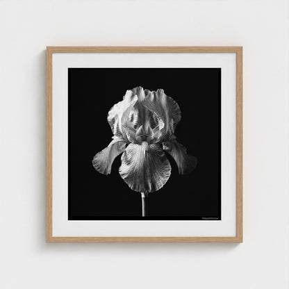 Iris — Sculpted Shadows 24x24 natural frame
