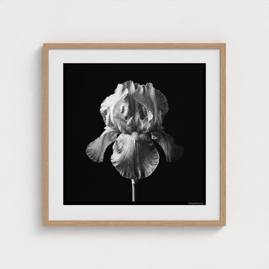 Iris — Sculpted Shadows 24x24 natural frame