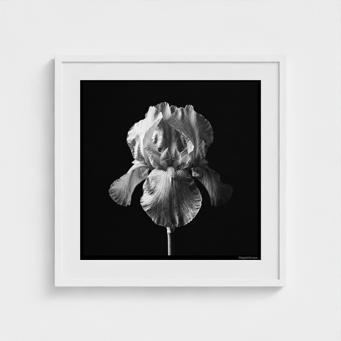 Iris — Sculpted Shadows 24x24 white frame