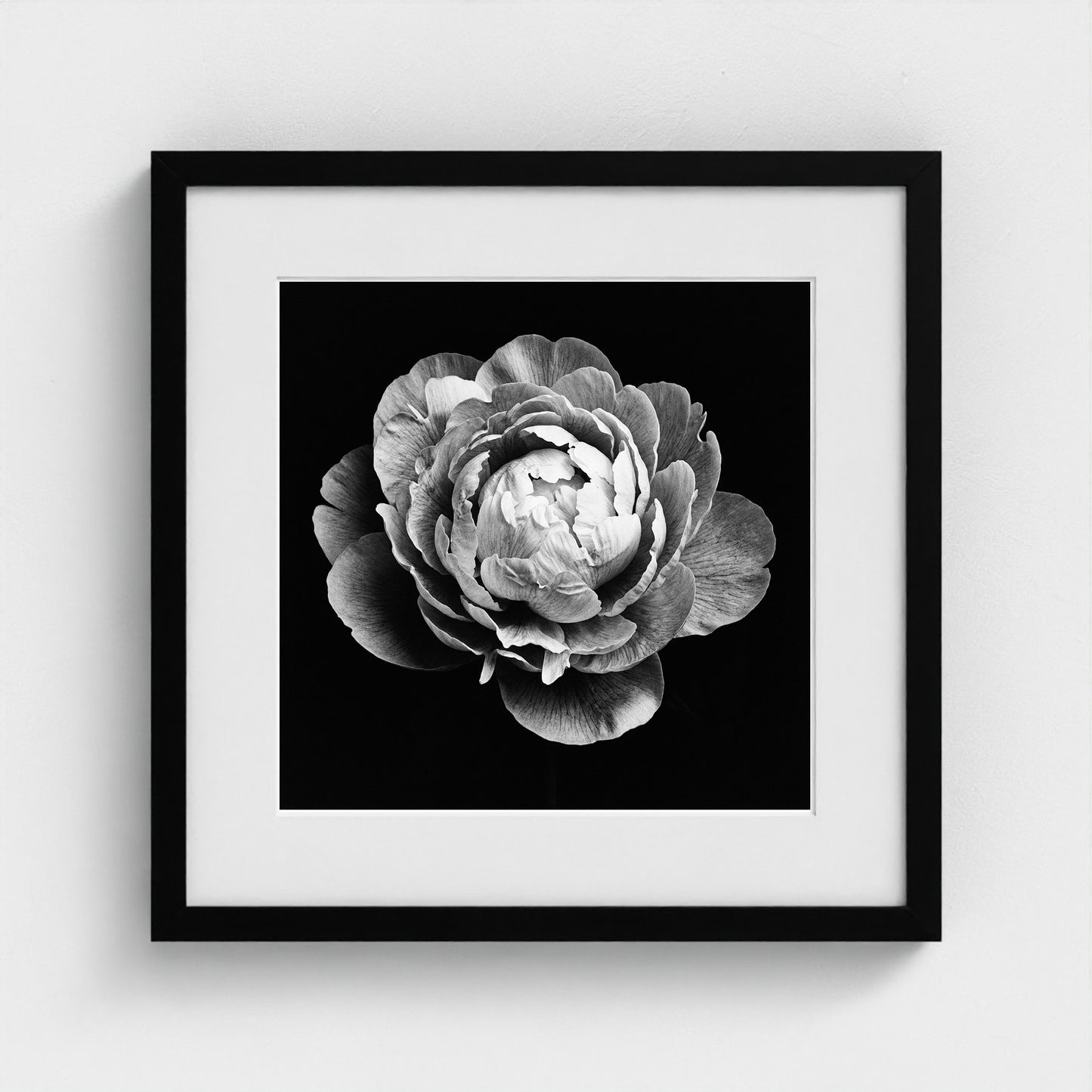 Peony — Sculpted Shadows 16x16 black frame