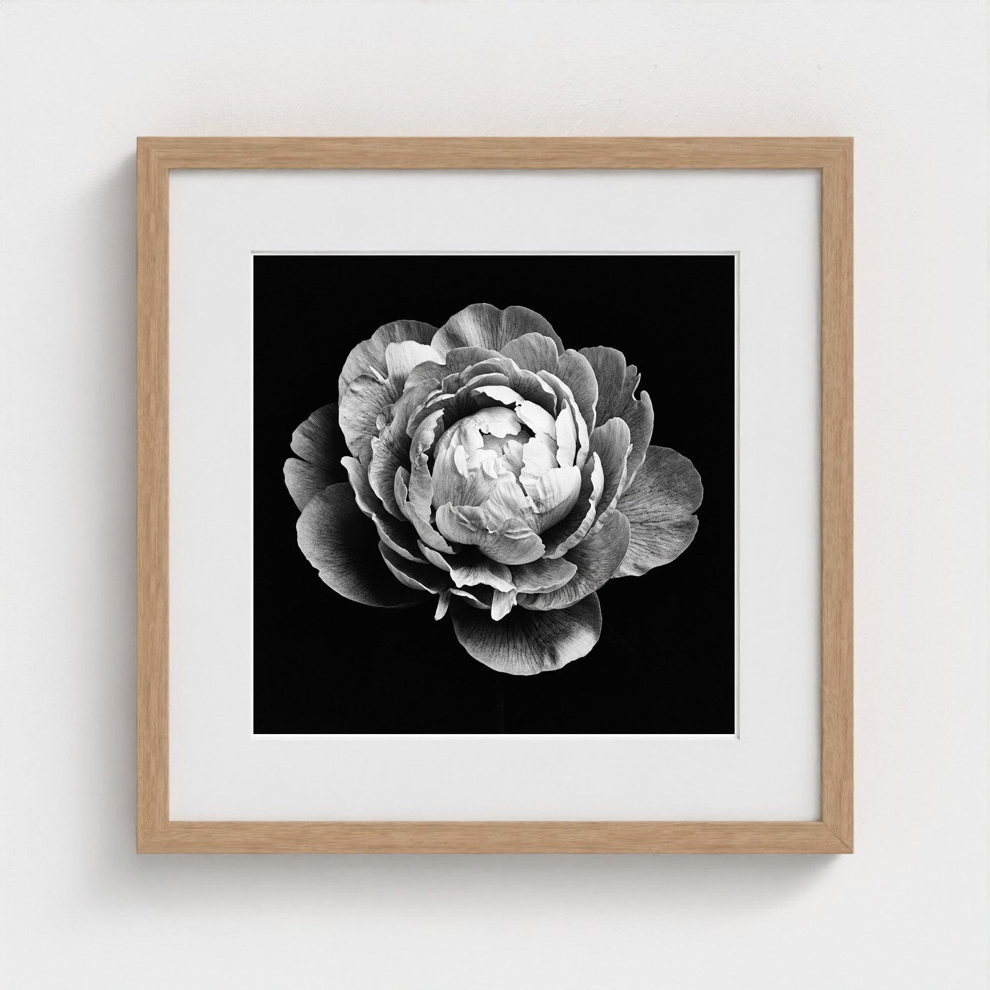 Peony — Sculpted Shadows 16x16 natural frame
