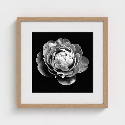 Peony — Sculpted Shadows 16x16 natural frame
