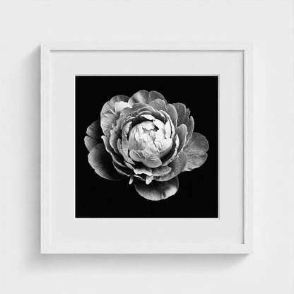 Peony — Sculpted Shadows 16x16 white frame