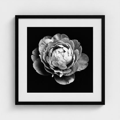 Peony — Sculpted Shadows 20x20 black frame