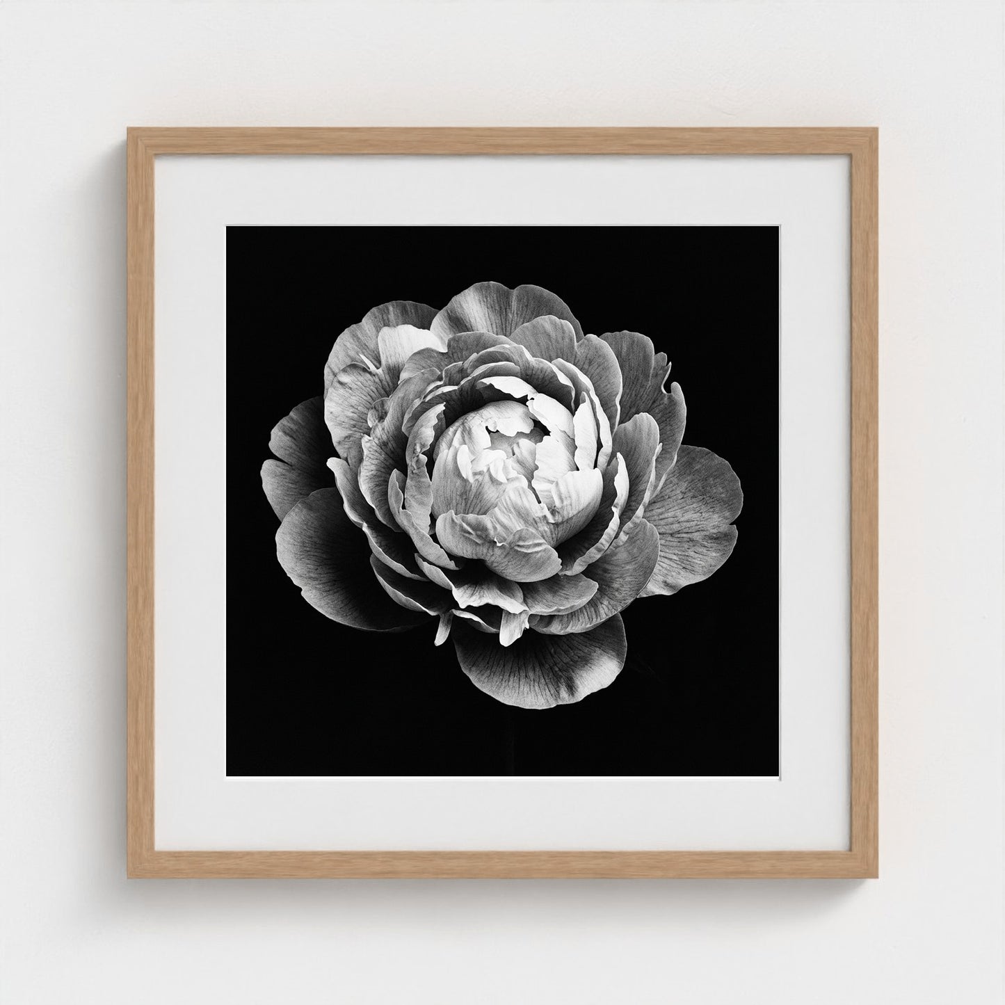Peony — Sculpted Shadows 20x20 natural frame