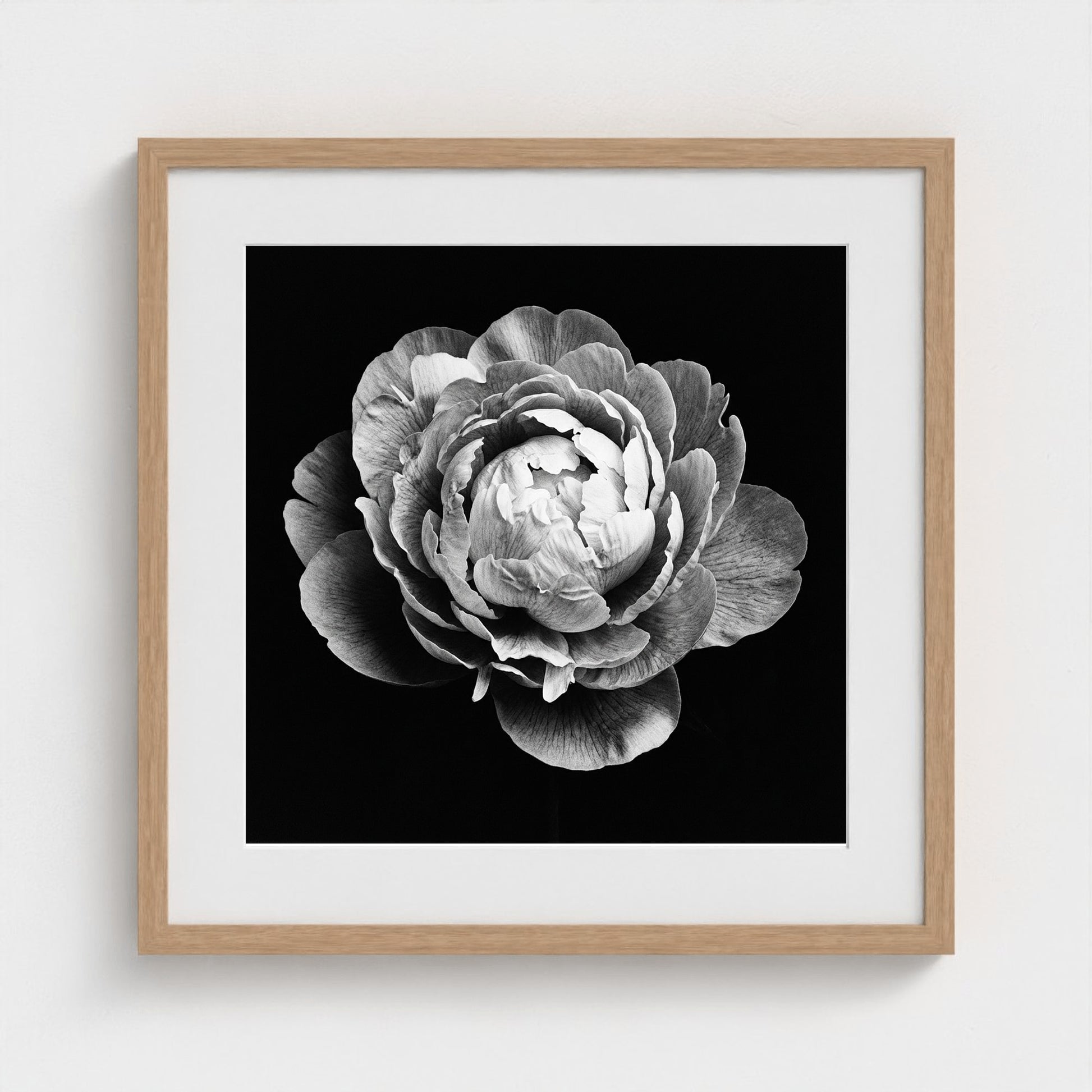 Peony — Sculpted Shadows 20x20 natural frame