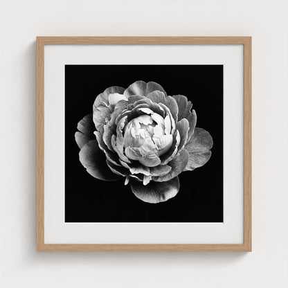 Peony — Sculpted Shadows 20x20 natural frame