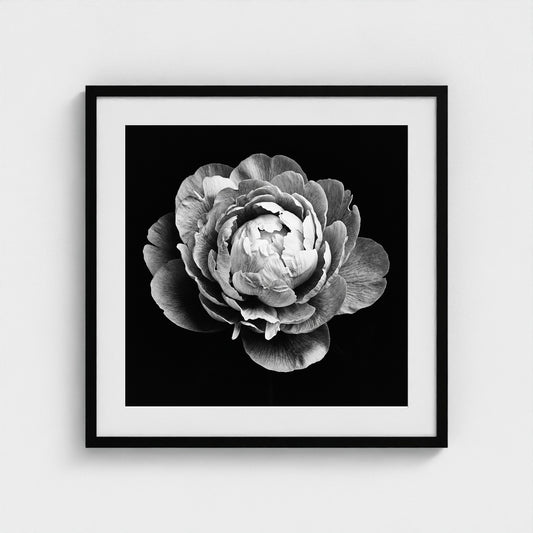 Peony — Sculpted Shadows 24x24 black frame