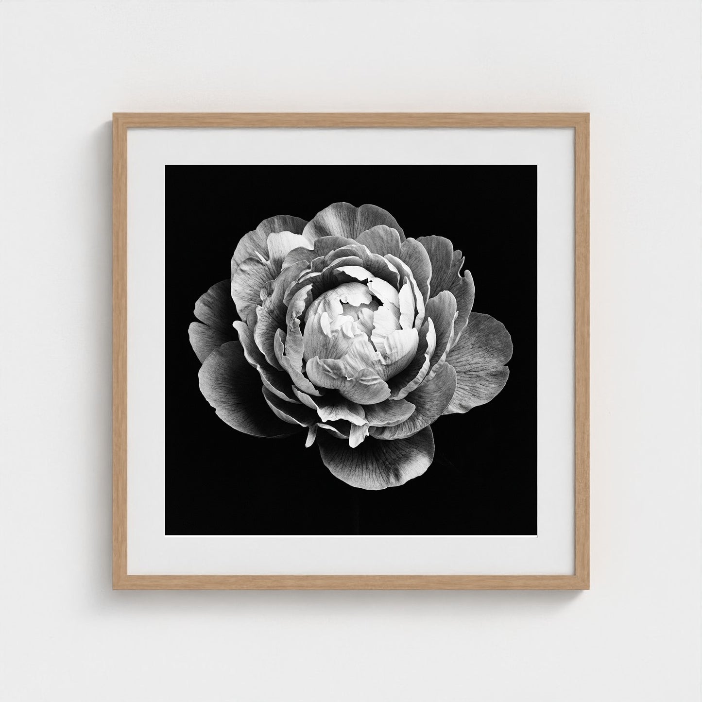 Peony — Sculpted Shadows 24x24 natural frame