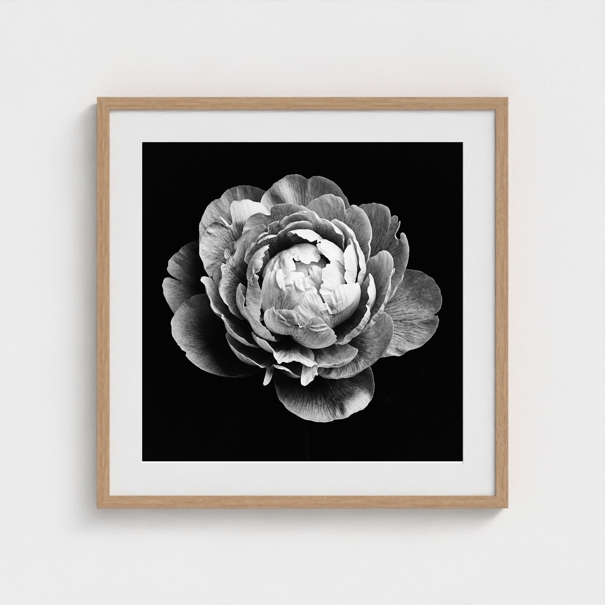 Peony — Sculpted Shadows 24x24 natural frame