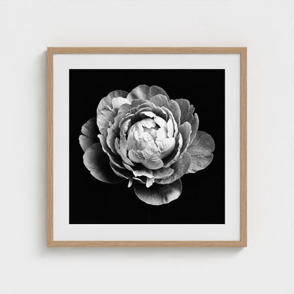 Peony — Sculpted Shadows 24x24 natural frame
