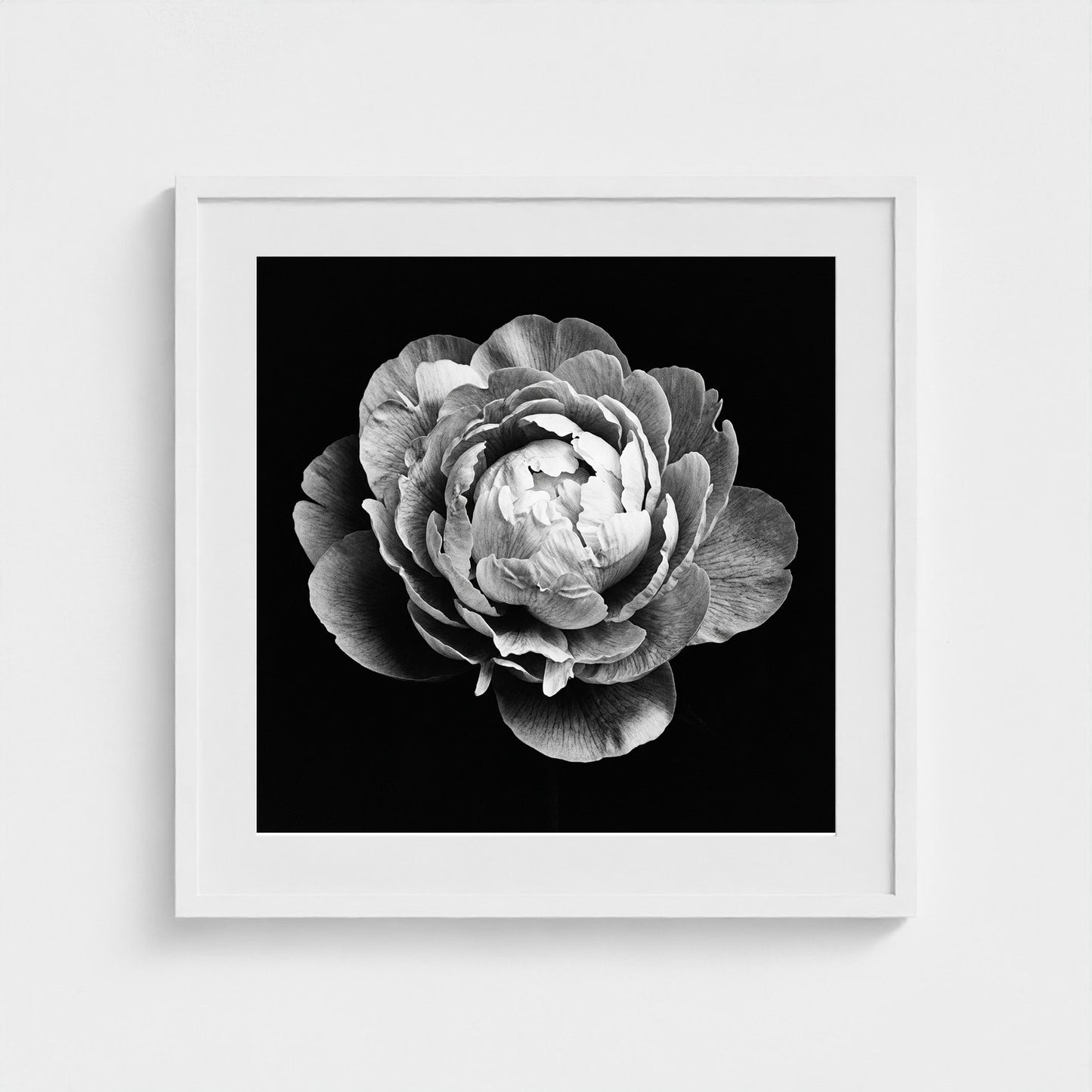Peony — Sculpted Shadows 24x24 white frame