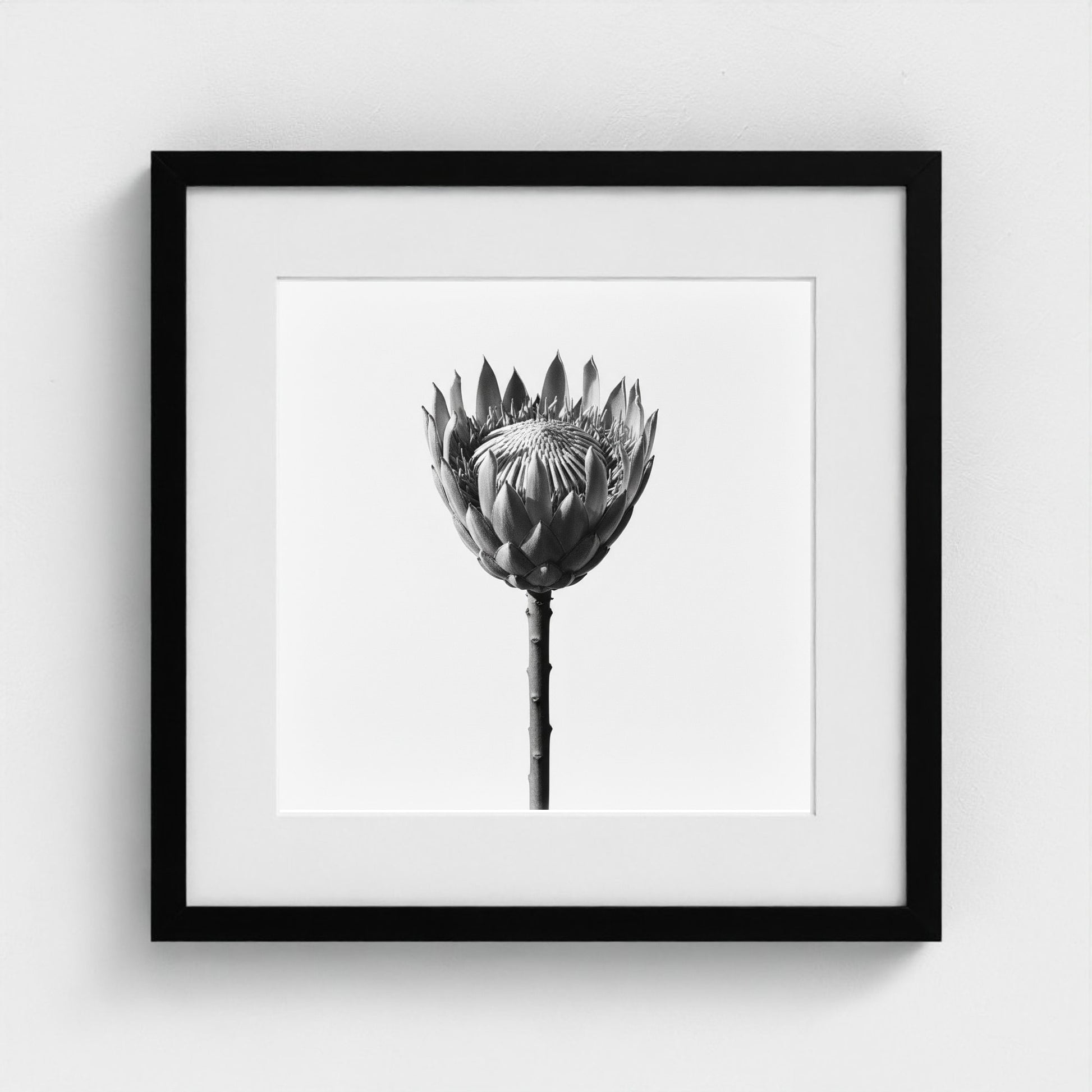 Protea Wall Art - black and white botanical photography wall art by Studio Stevie