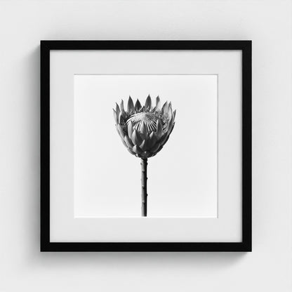 Protea Wall Art - black and white botanical photography wall art by Studio Stevie
