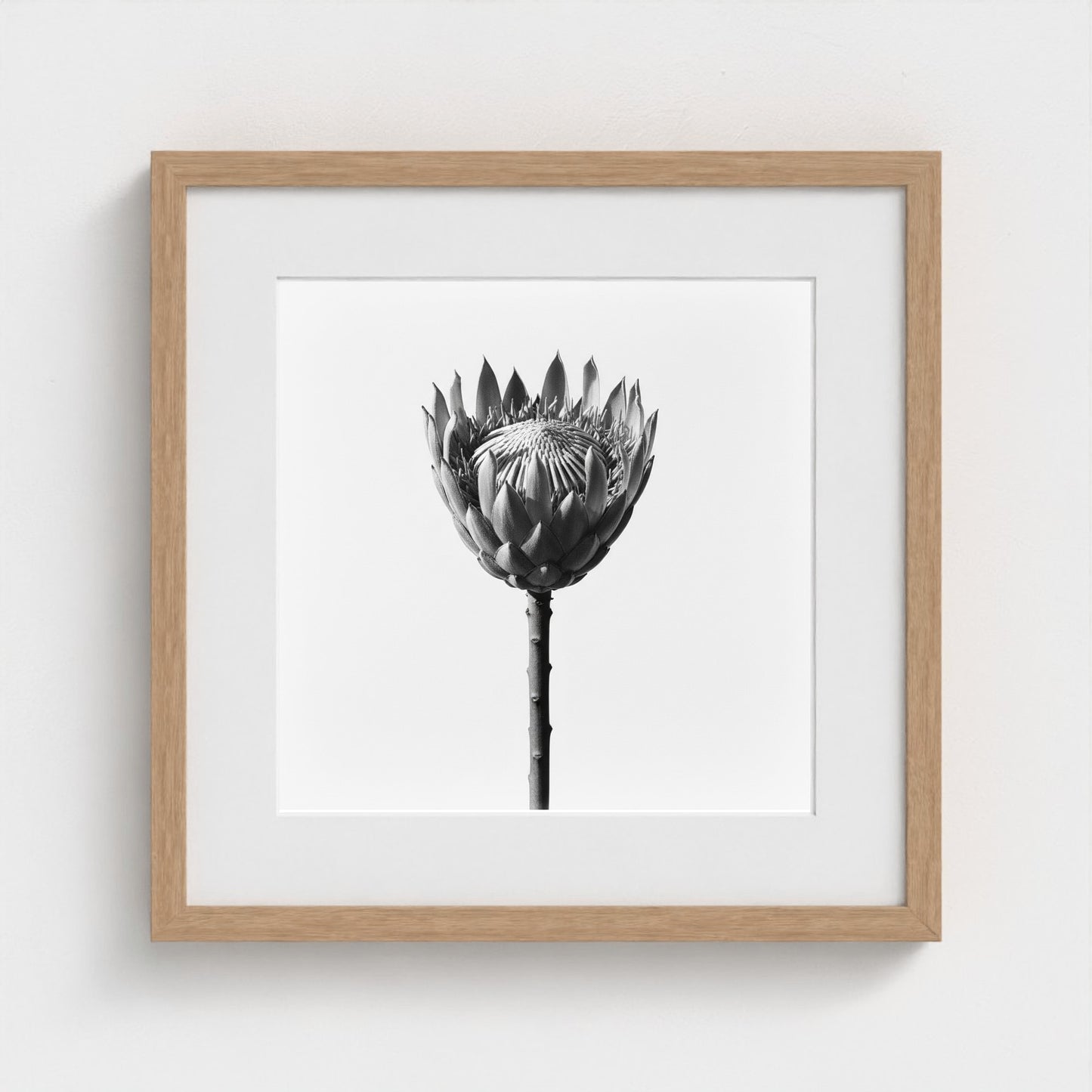 Protea Wall Art - black and white botanical photography wall art by Studio Stevie