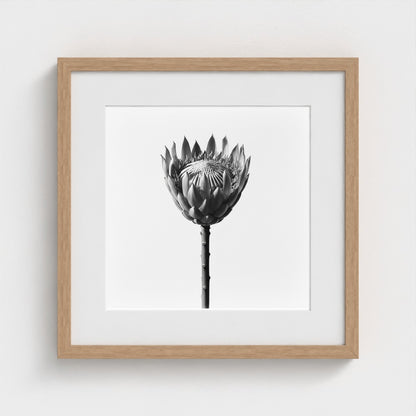 Protea Wall Art - black and white botanical photography wall art by Studio Stevie
