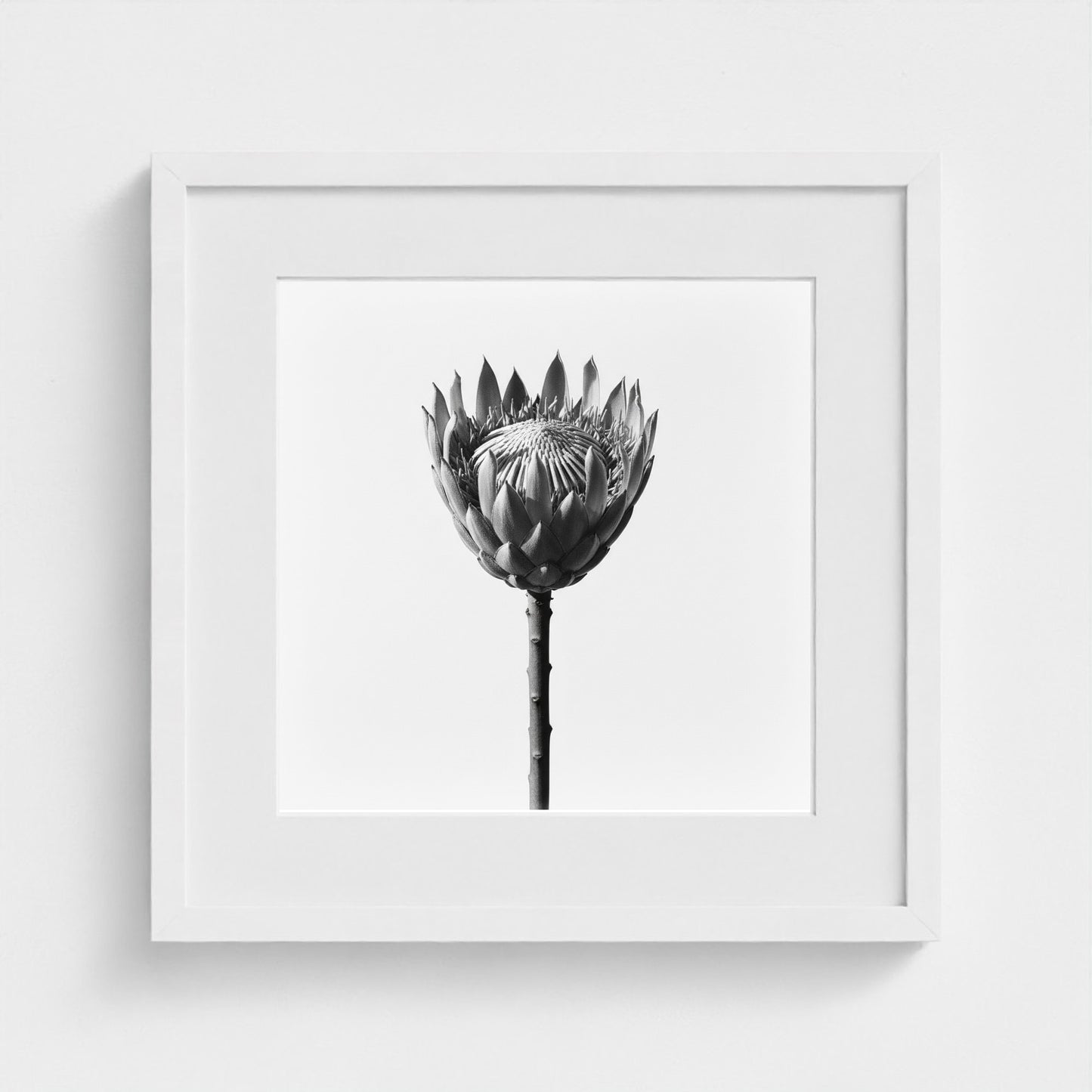 Protea Wall Art - black and white botanical photography wall art by Studio Stevie