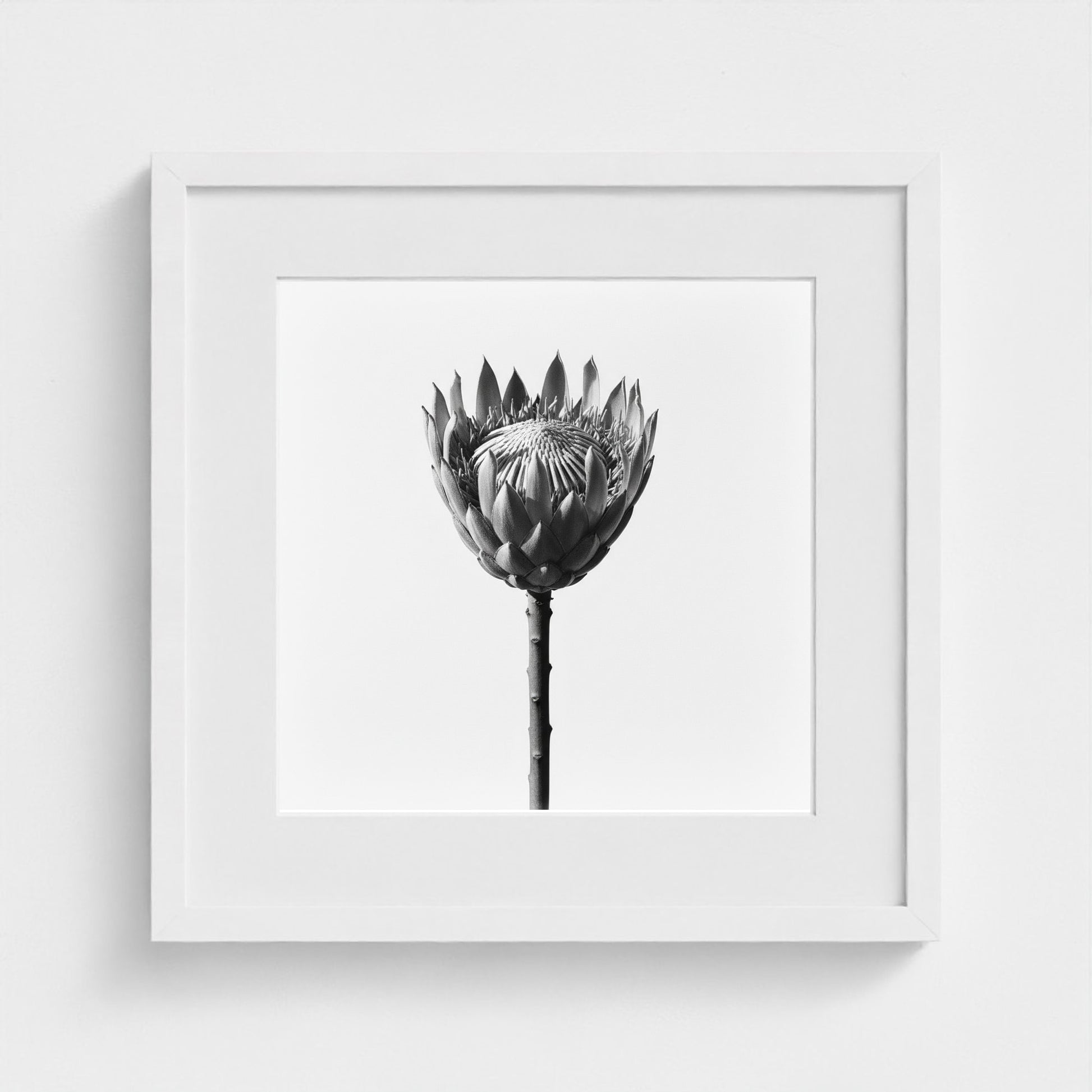 Protea Wall Art - black and white botanical photography wall art by Studio Stevie