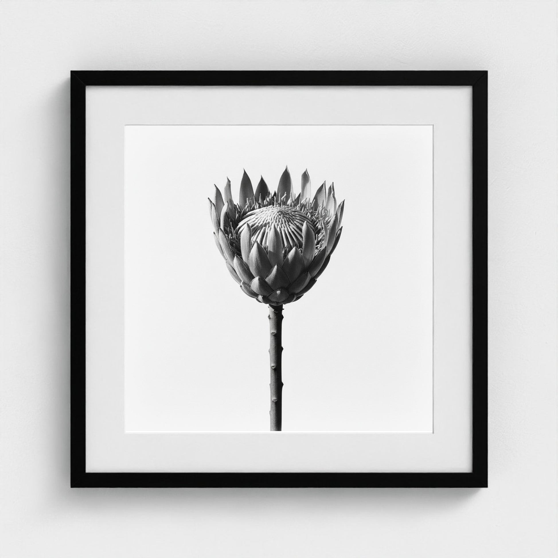 Protea Wall Art - black and white botanical photography wall art by Studio Stevie