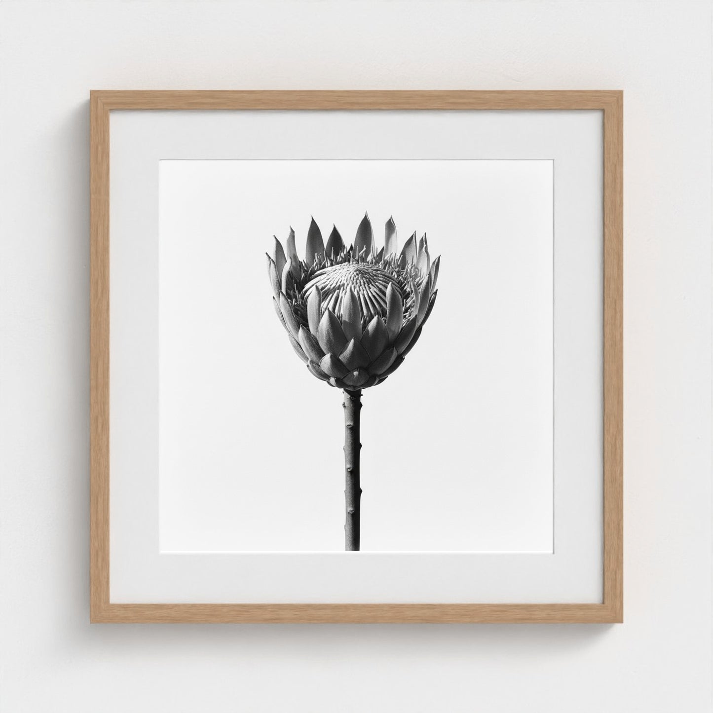Protea Wall Art - black and white botanical photography wall art by Studio Stevie