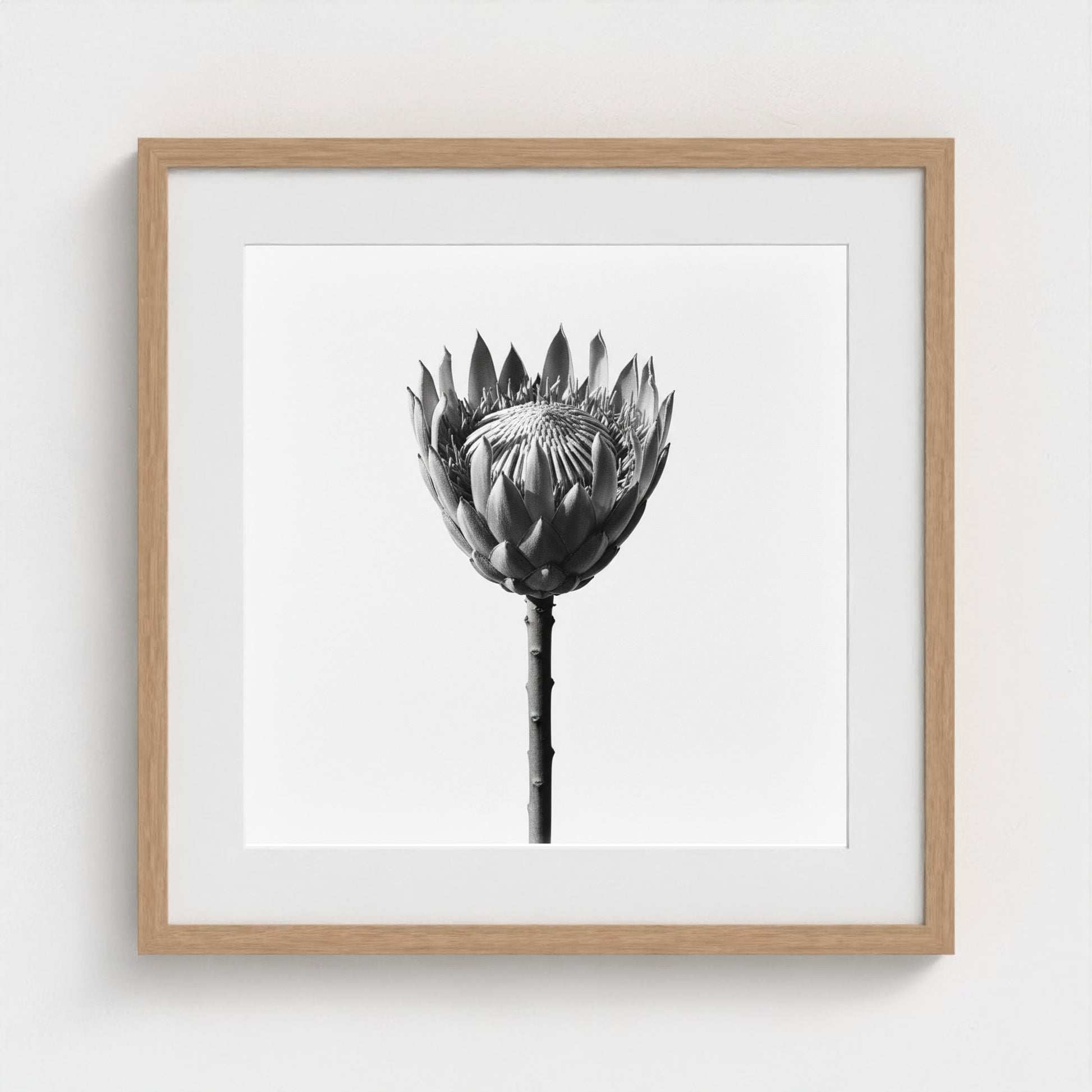 Protea Wall Art - black and white botanical photography wall art by Studio Stevie