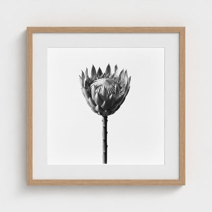 Protea Wall Art - black and white botanical photography wall art by Studio Stevie